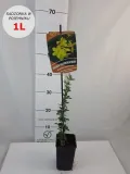 jasmin-nagokwiatowy-1l-rodzaj-rosliny-inny