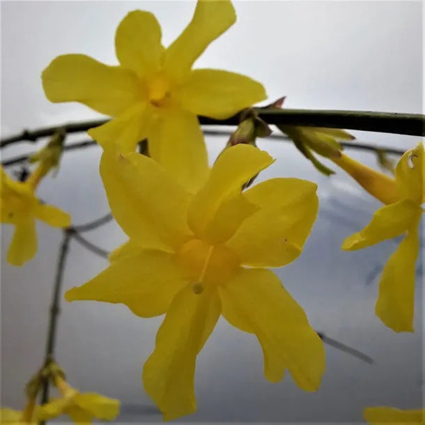 jasmin-nagokwiatowy-1l-nazwa-lacinska-jasminum-nudiflorum