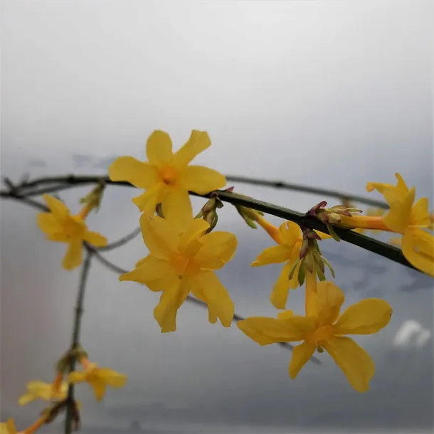 jasmin-nagokwiatowy-1l-rodzaj-rosliny-inny-styl-ogrod-srodziemnomorski-ogrod-wiejski-ogrod-skalny-ogrod-nowoczesny-ogrod-japonski