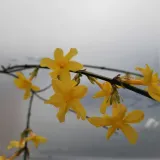 jasmin-nagokwiatowy-1l-rodzaj-rosliny-inny-styl-ogrod-srodziemnomorski-ogrod-wiejski-ogrod-skalny-ogrod-nowoczesny-ogrod-japonski
