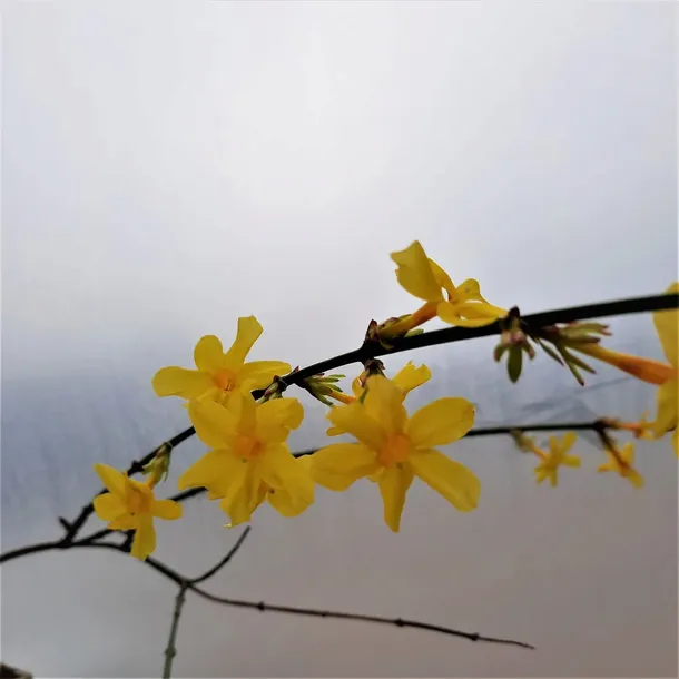 jasmin-nagokwiatowy-1l-rodzaj-rosliny-inny-nazwa-lacinska-jasminum-nudiflorum