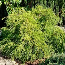 cyprysik-groszkowy-sungold-zlote-igly-placzacy-pokroj-nagradzany