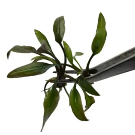 cryptocoryne-becketti-sadzonka-in-vitro-2szt