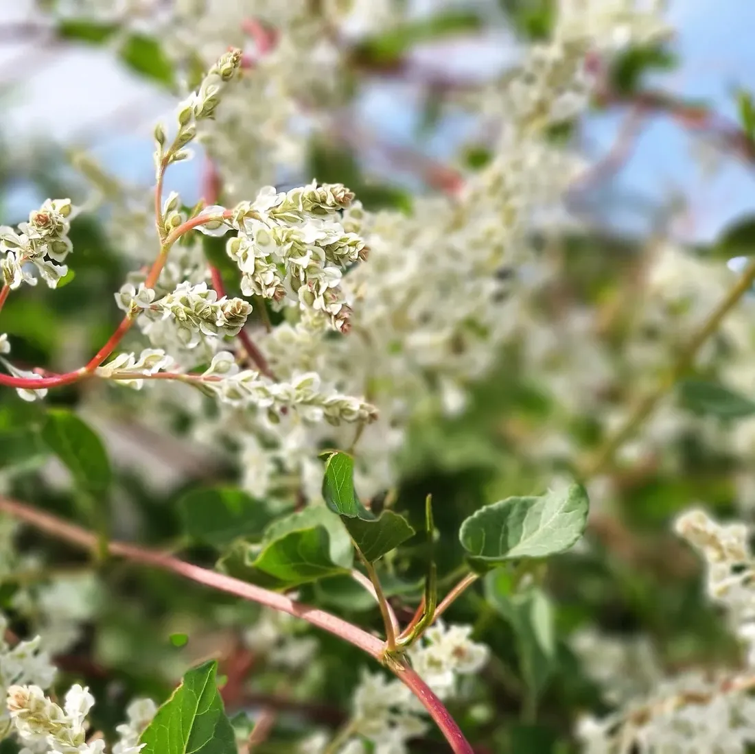 rdest-auberta-fallopia-2l