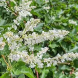 rdest-auberta-fallopia-2l-stan-nowy