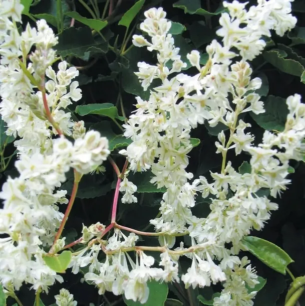 rdest-auberta-fallopia-2l-producent-szkolka-pnaczy-marek-wedrowski