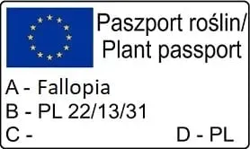 rdest-auberta-fallopia-2l-nazwa-lacinska-fallopia-aubertii