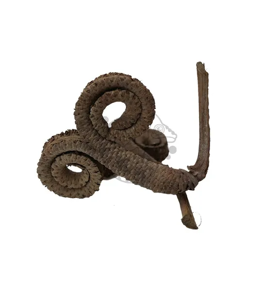 baranie-rogi-12-17-cm-stan-nowy