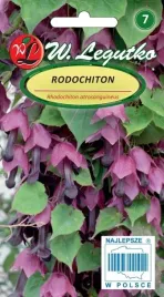 rodochiton-przepiekne-egzotyczne-pnacze-nasiona-legutko