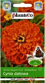 cynia-wytworna-daliowa-pomaranczowa-nasiona-plantico