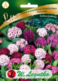 gozdzik-brodaty-pinocchio-karlowy-pelny-mix-nasiona-legutko