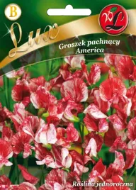 groszek-pachnacy-america-wielobarwny-5g-nasiona-legutko