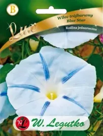wilec-trojbarwny-blue-star-kielichowate-kwiaty-nasiona-legutko