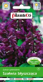 nasiona-szalwia-omaczona-02g-ponad-150-nasion-plantico