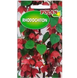 rodochiton-ozdobne-kwitnace-pnacze-nasiona-polan