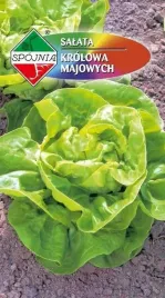 salata-glowiasta-maslowa-krolowa-majowych-1g-nasiona-spojnia