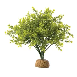 bukszpan-boxwood-bush-exo-terra