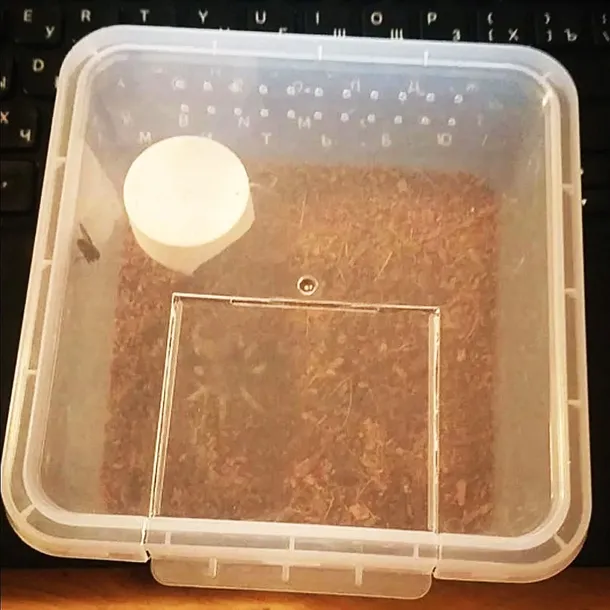 terrario-insect-box-compact-12x12x7cm-stan-nowy-stan-opakowania-oryginalne