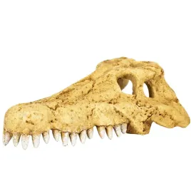 repti-zoo-crocodile-skull-s-czaszka-krokodyla