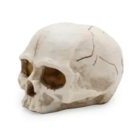 czaszka-ludzka-11cm-atd