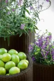 keter-doniczka-cylinder-planter-braz-s