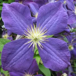 powojnik-jackmanii-wielkokwiatowy-2l