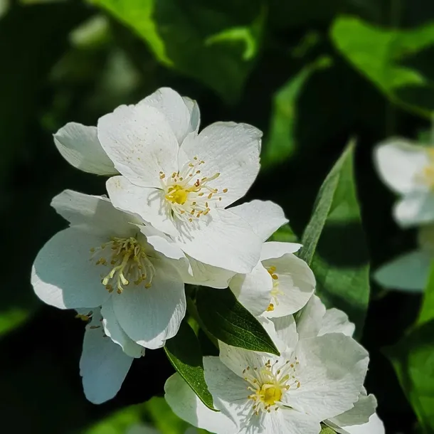 jasminowiec-rosace-1l-styl-ogrod-srodziemnomorski-ogrod-wiejski-ogrod-skalny-ogrod-nowoczesny-ogrod-japonski