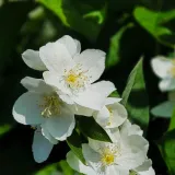 jasminowiec-rosace-1l-styl-ogrod-srodziemnomorski-ogrod-wiejski-ogrod-skalny-ogrod-nowoczesny-ogrod-japonski