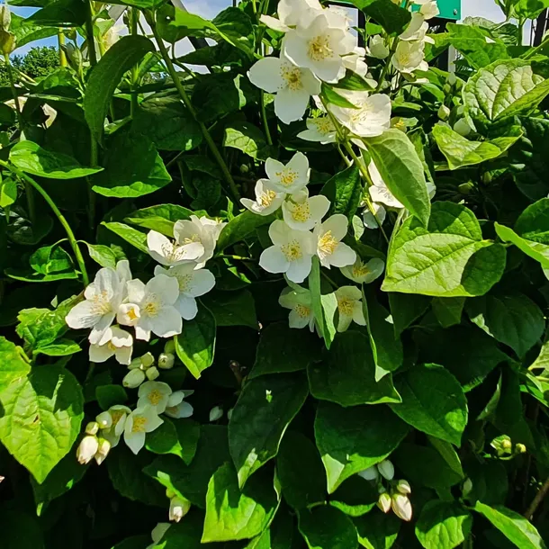 jasminowiec-rosace-1l-stan-nowy