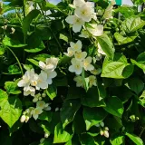 jasminowiec-rosace-1l-stan-nowy