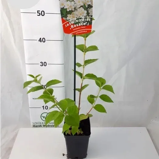 jasminowiec-rosace-1l-producent-szkolka-pnaczy-marek-wedrowski