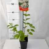 jasminowiec-rosace-1l-producent-szkolka-pnaczy-marek-wedrowski