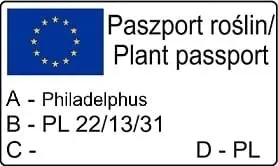 jasminowiec-rosace-1l-rodzaj-rosliny-inny-producent-szkolka-pnaczy-marek-wedrowski