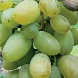 winorosl-timur-2l-rodzaj-rosliny-winorosl