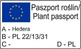 bluszcz-pospolity-harold-1l-styl-ogrod-srodziemnomorski-ogrod-wiejski-ogrod-skalny-ogrod-nowoczesny-ogrod-japonski-producent-szkolka-pnaczy-marek-wedrowski