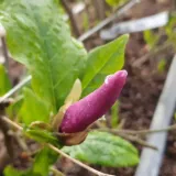 magnolia-susan-2l-rodzaj-rosliny-magnolie-i-tulipanowce