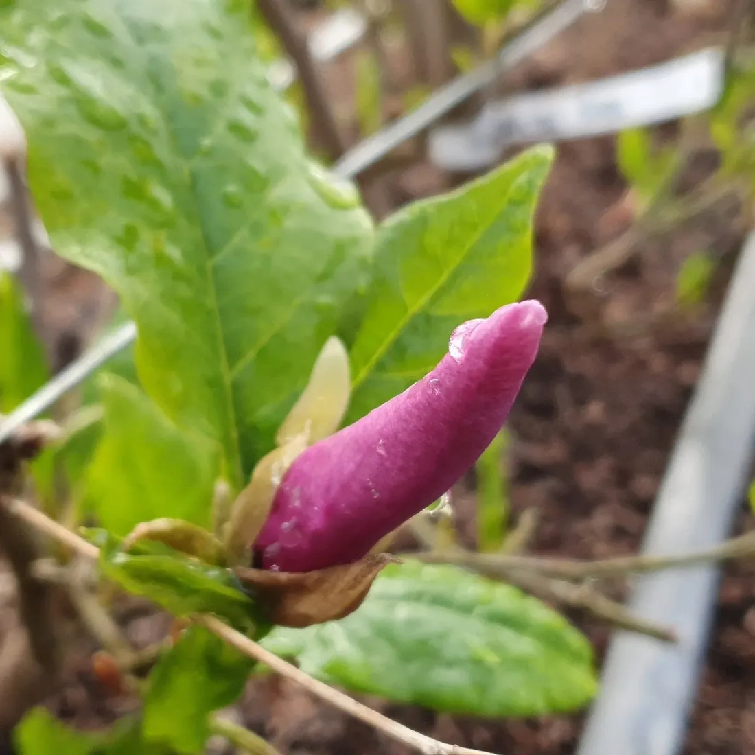 magnolia-susan-2l