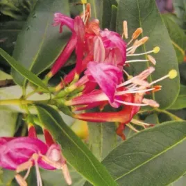 wiciokrzew-henryiego-2l