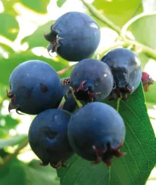 swidosliwa-thiessen-olcholistna-2l