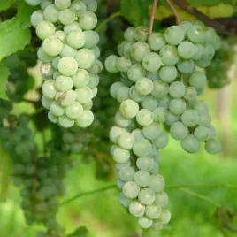 winorosl-interlaken-bezpestkowa-2l