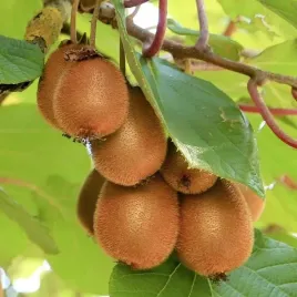 aktinidia-jenny-smakowita-obuplciowa-2l