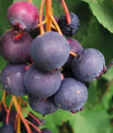 swidosliwa-olcholistna-honeywood-2l