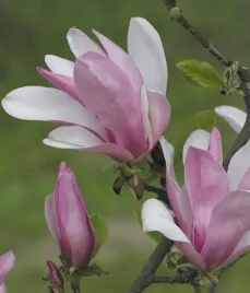 magnolia-george-henry-kern-2l