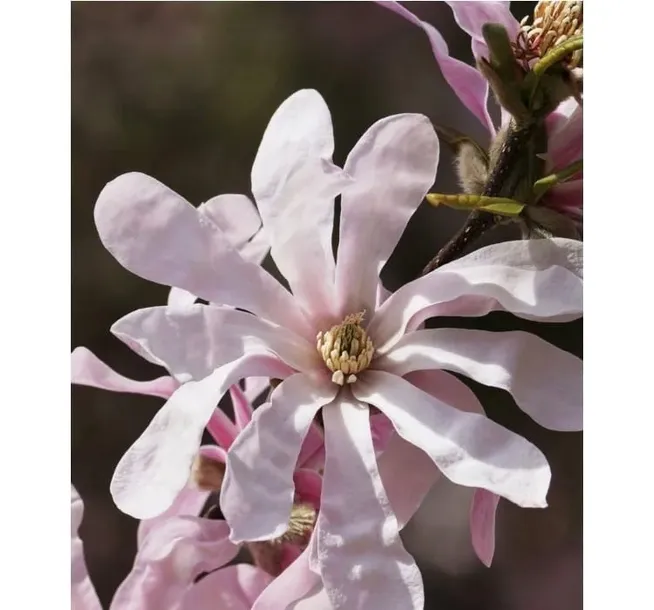 magnolia-stellata-rosea-2l-producent-szkolka-pnaczy-marek-wedrowski
