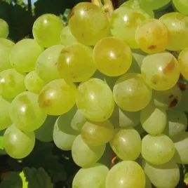 winorosl-a-1704-bezpestkowa-2l