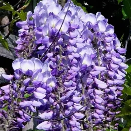glicynia-wisteria-chinska-fioletowa-2l