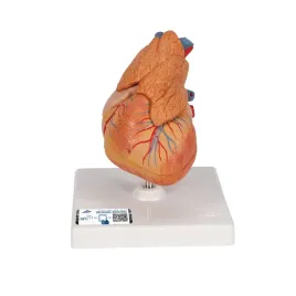 model-serca-z-grasica-i-3b-smart-anatomy