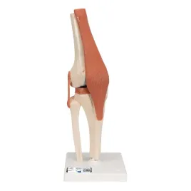 3b-scientific-a82-1-deluxe-funkcjonalny-model