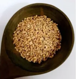 kasza-jeczmienna-peczak-polska-25kg-nowpol