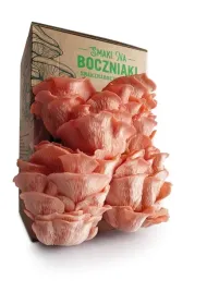 zestaw-do-uprawy-grzybow-snb-boczniak-rozowy